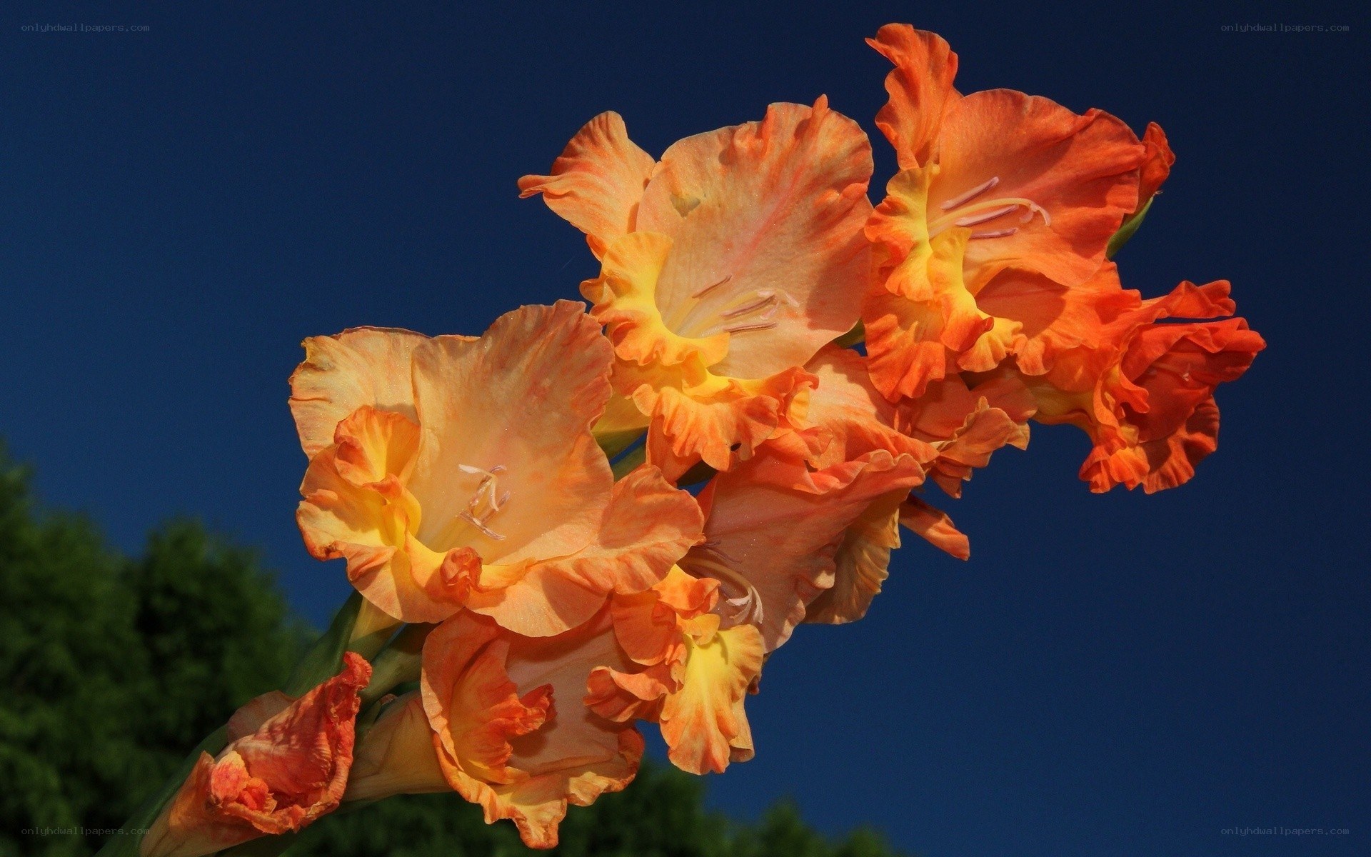 orange gladiolus flowers