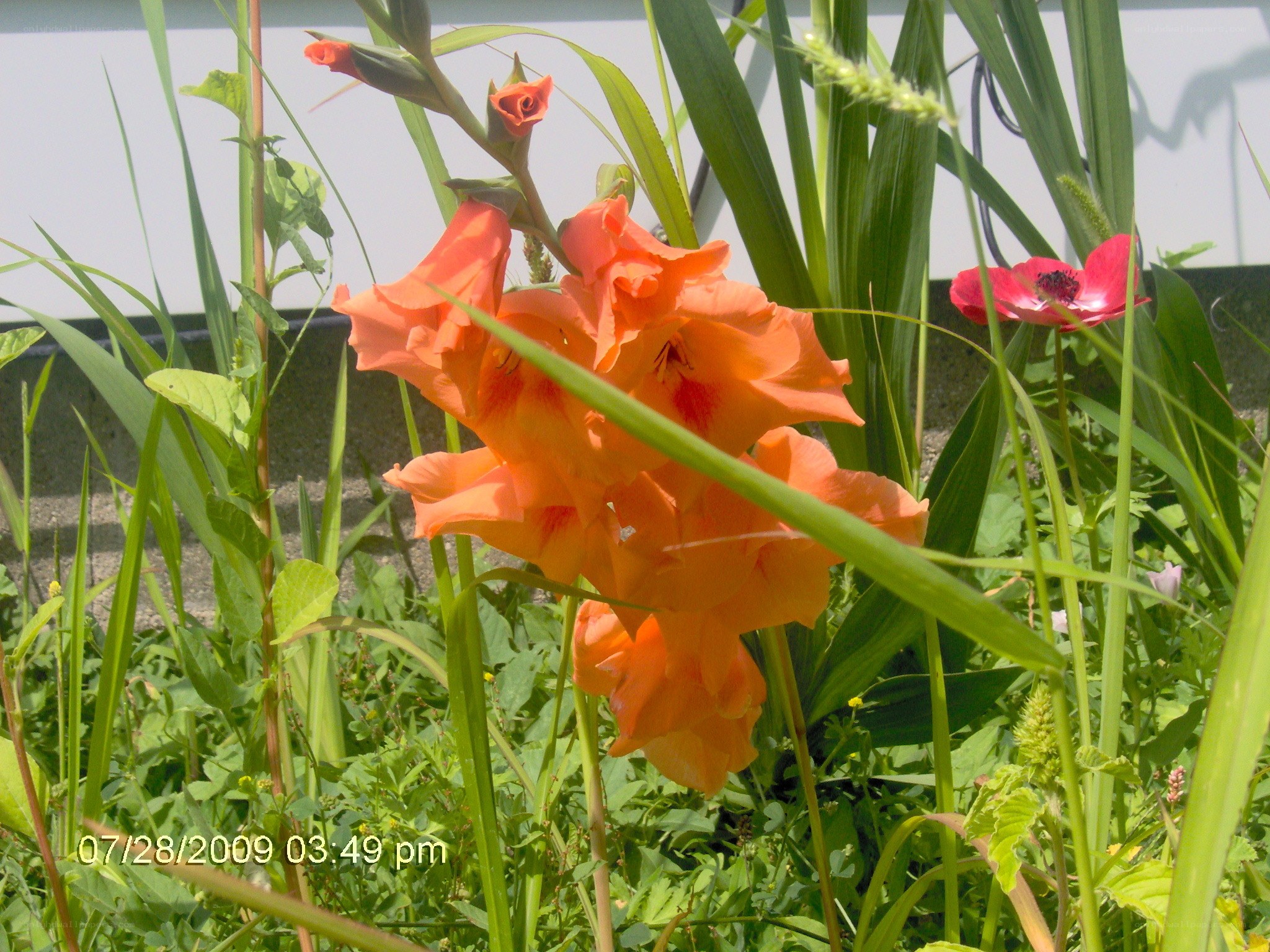 orange gladiolus in garden