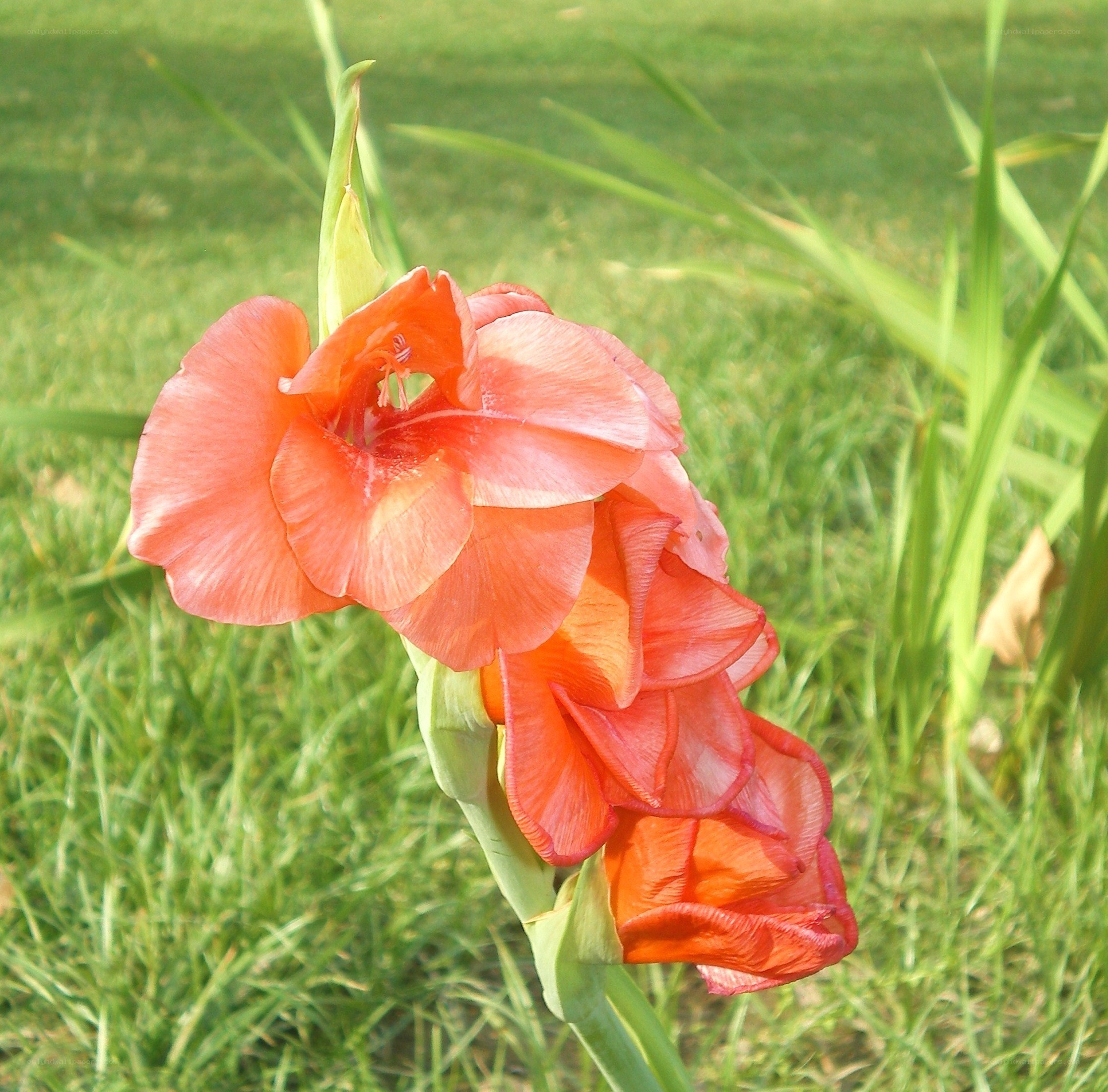 Orange gladiolus in grass