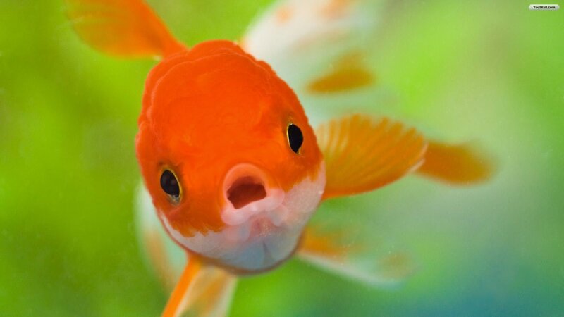 Orange Goldfish — Calm