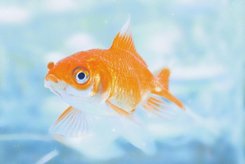 Orange Goldfish in Water