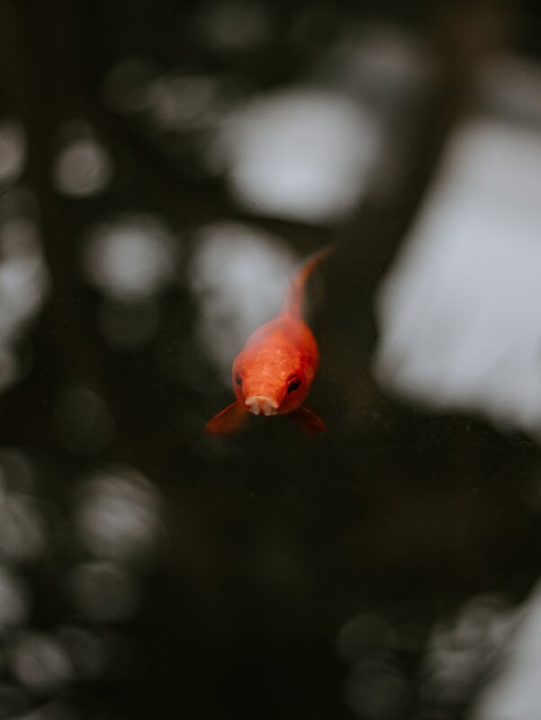 Orange Goldfish Swimming — Red