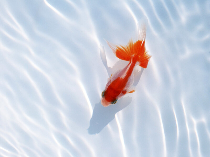 orange goldfish swimming