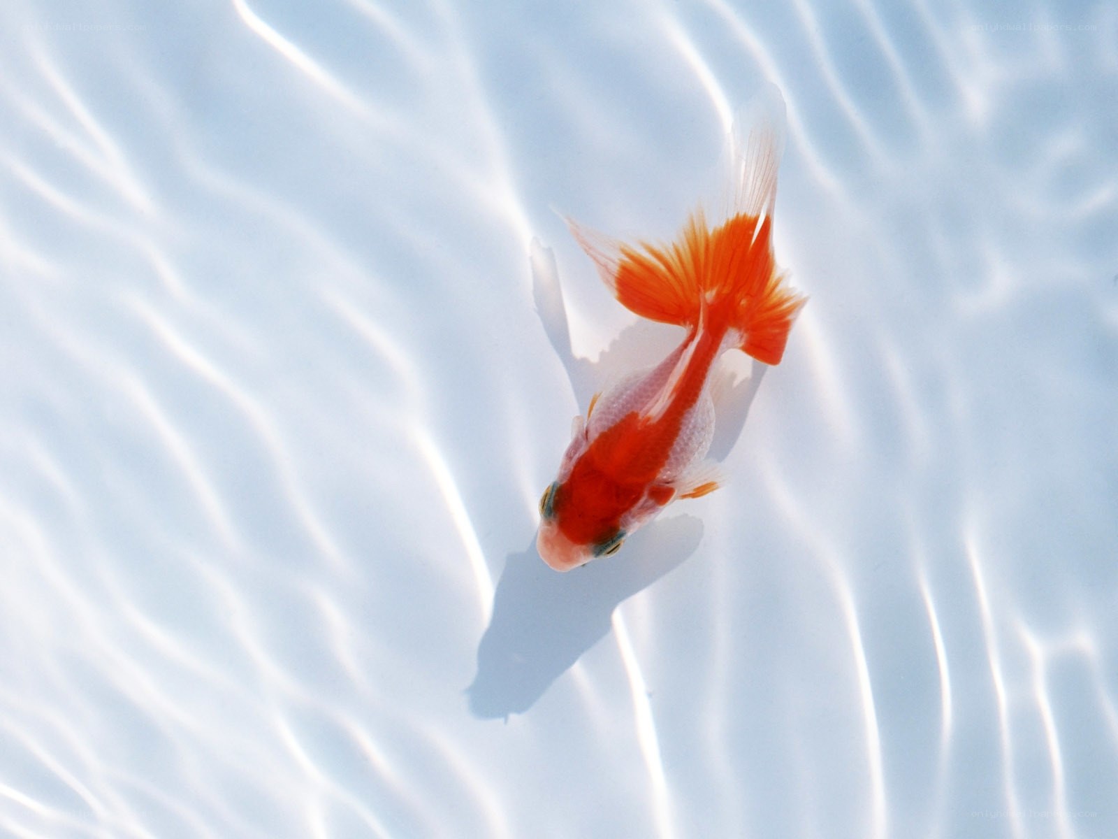 orange goldfish swimming