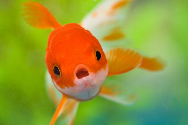 Orange Goldfish