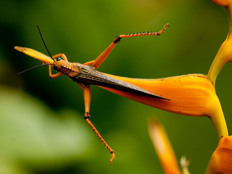 Orange Grasshopper on Flower