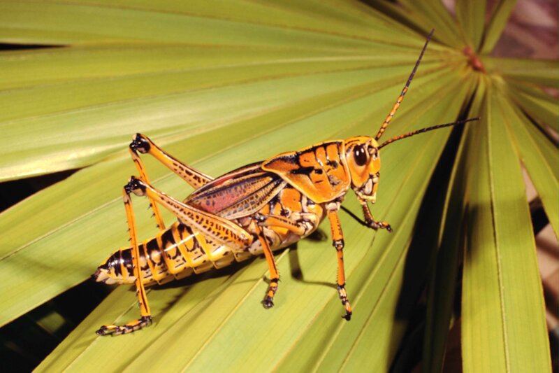 orange grasshopper on leaf