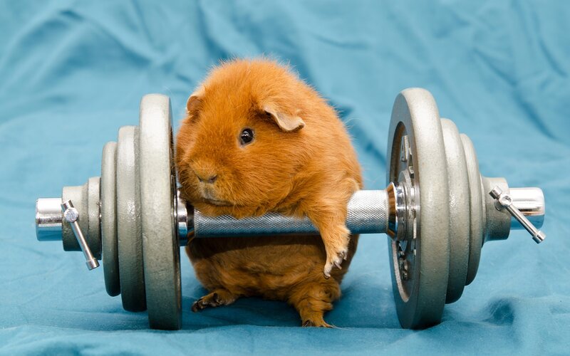 Orange Guinea Pig — Brown