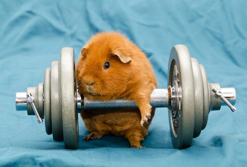 Orange Guinea Pig