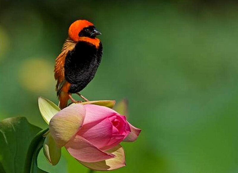 Orange-headed Bird on Lotus
