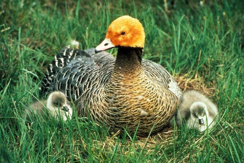 Orange-headed Goose with Chicks