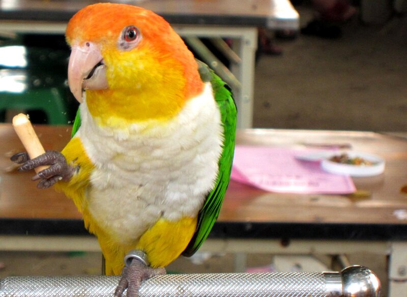 Orange-headed Parrot — Green