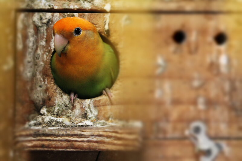 Orange-headed Parrot