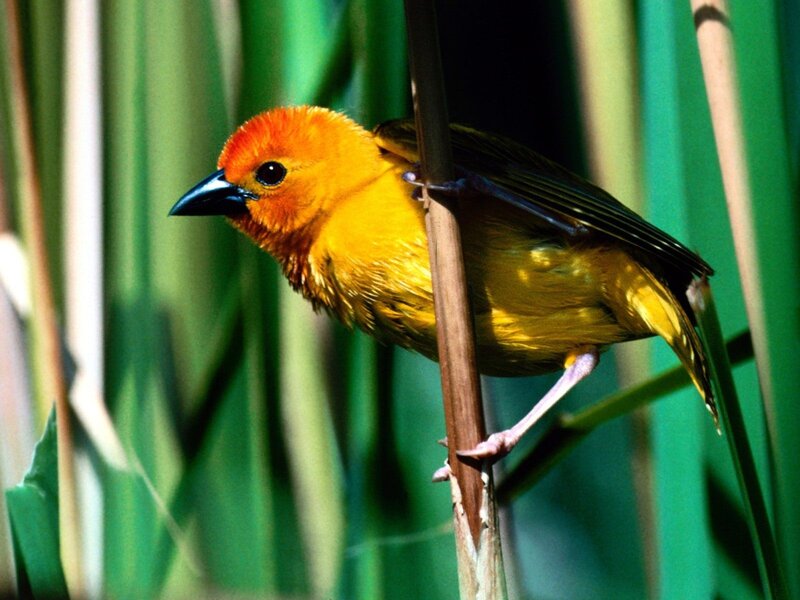 Orange-headed Weaver Bird