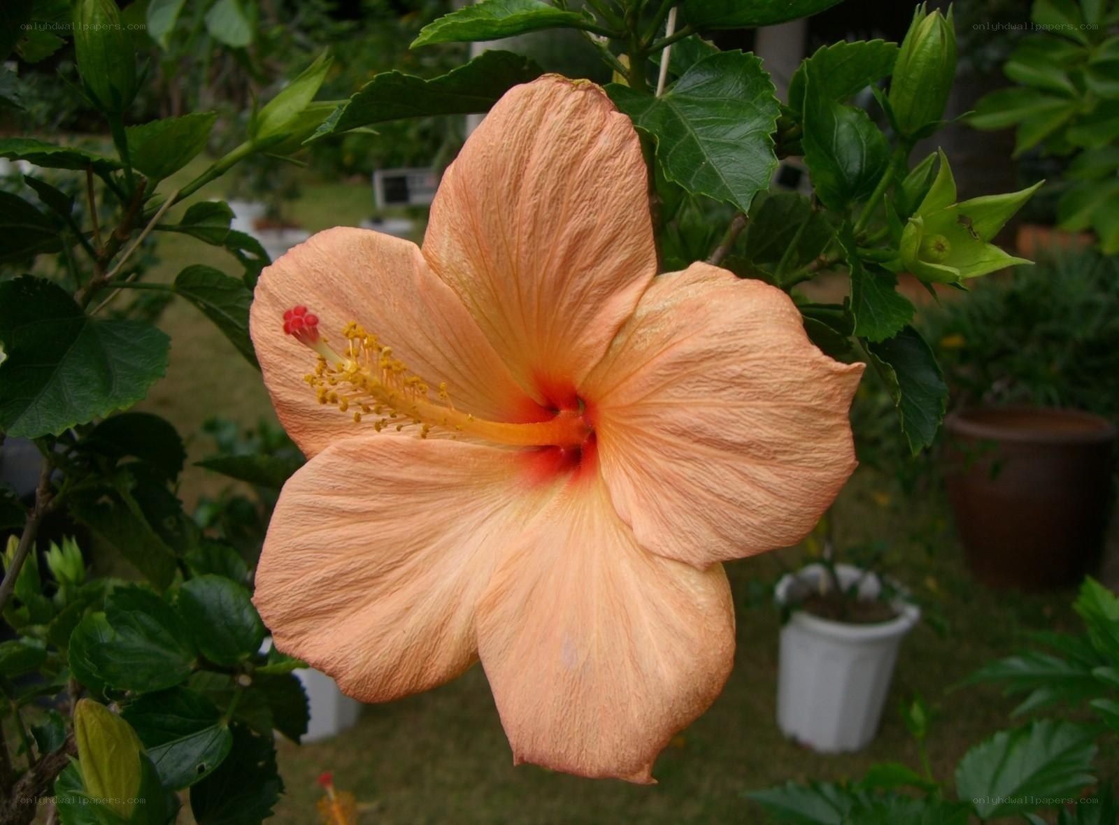 orange hibiscus flower