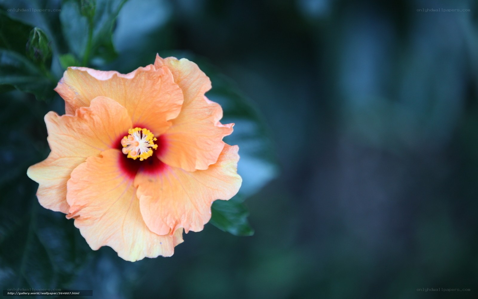 orange hibiscus flower