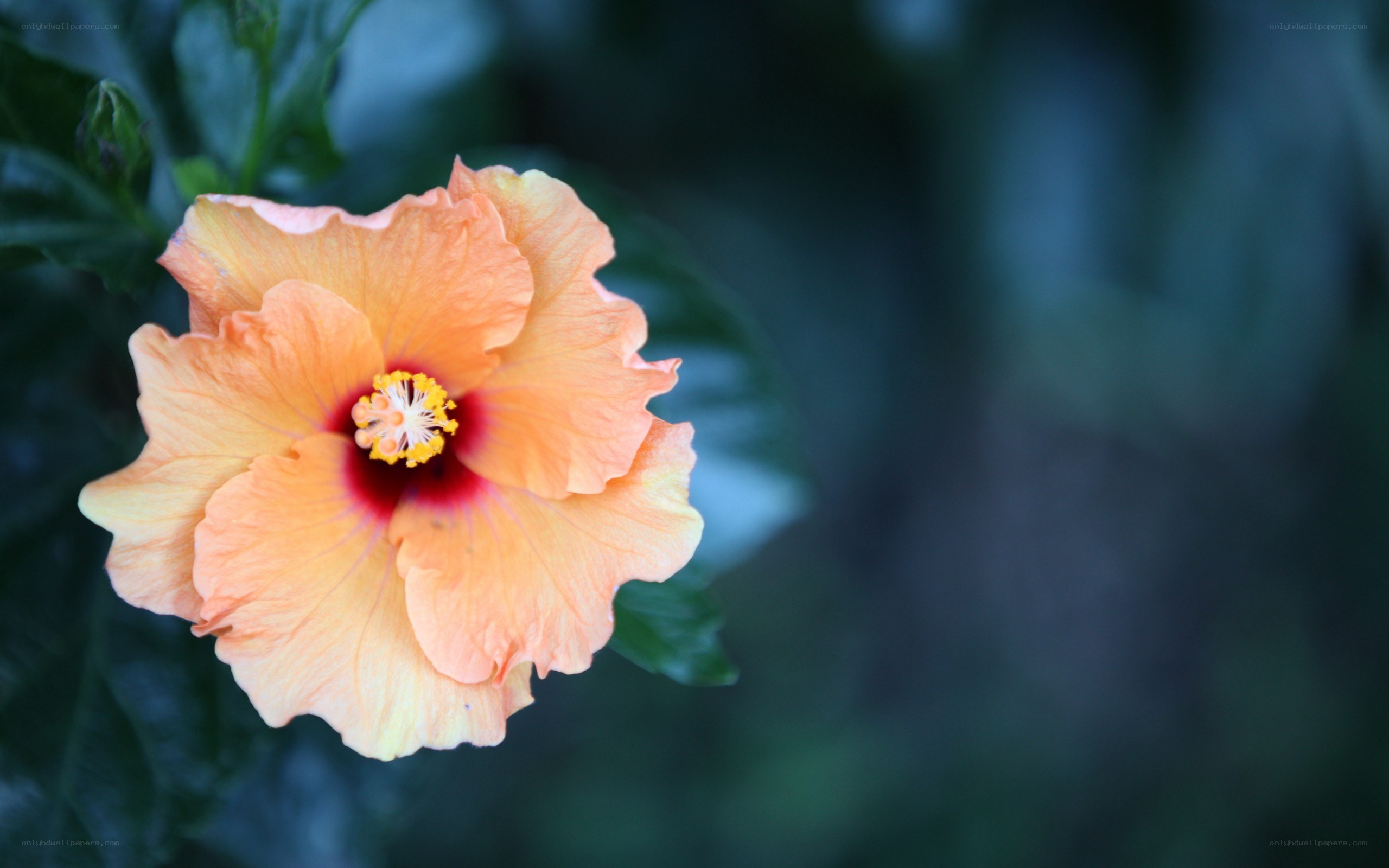 orange hibiscus flower