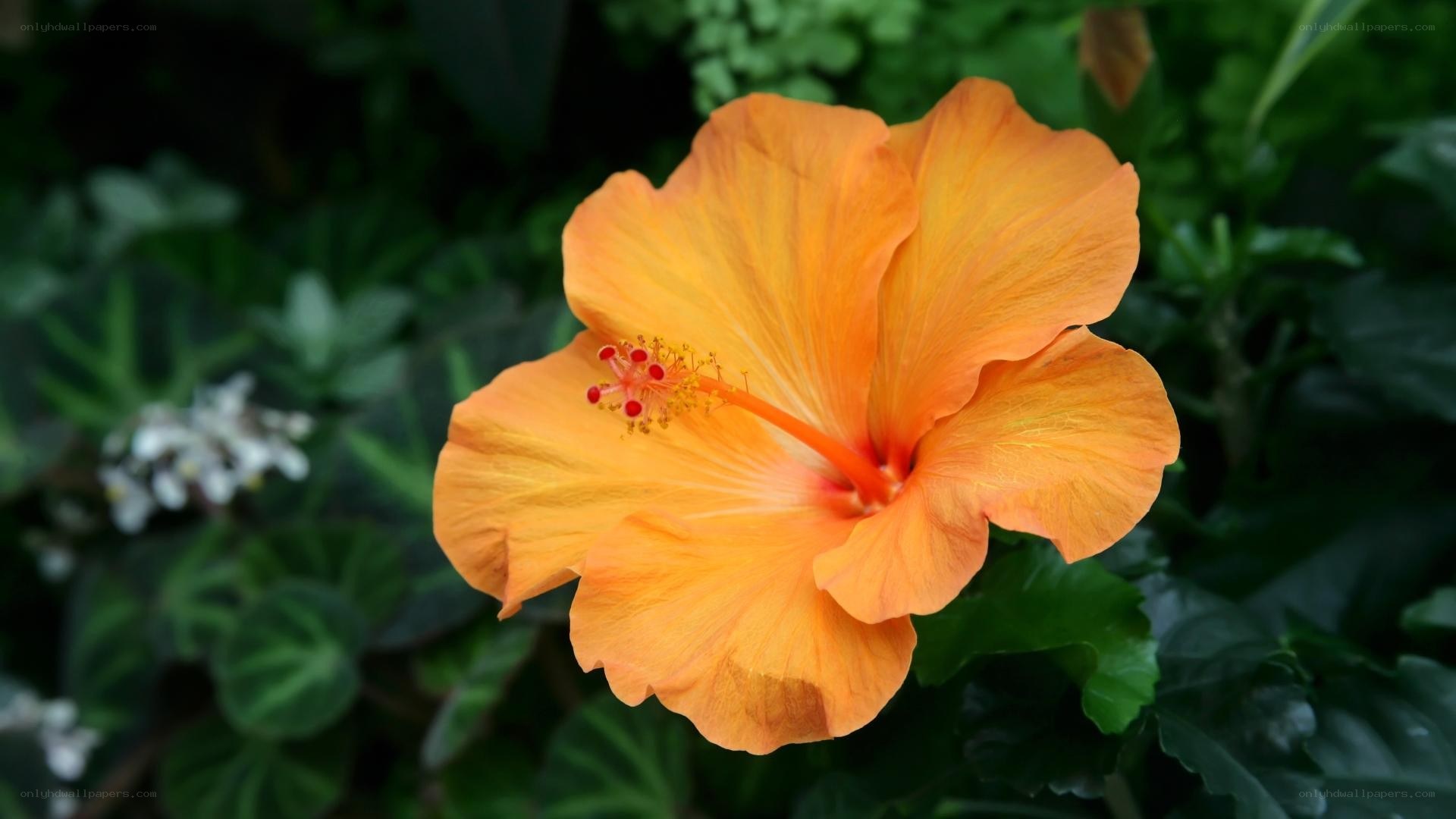 orange hibiscus flower