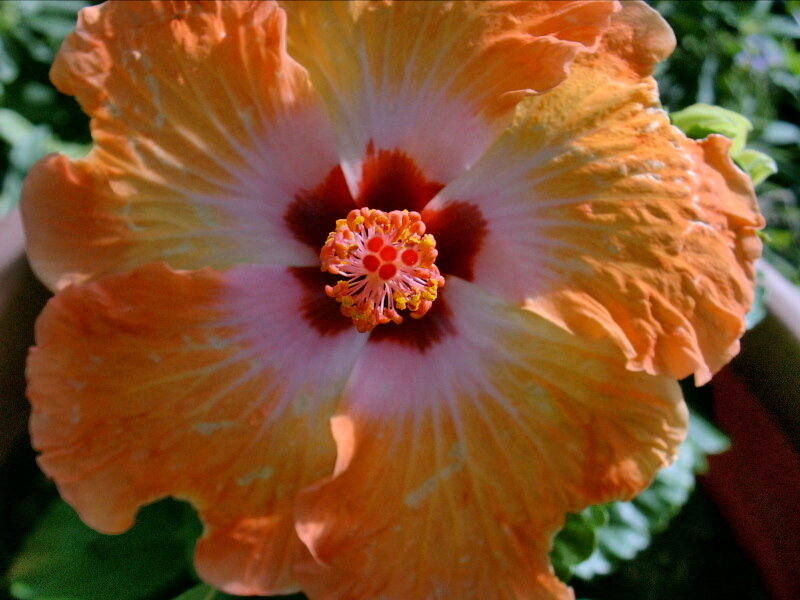 orange hibiscus flower