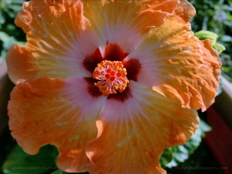 orange hibiscus flower