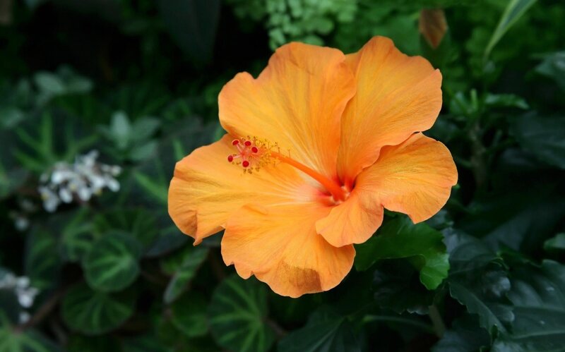 Orange Hibiscus Flower — Calm, Photograph, Green Leaves