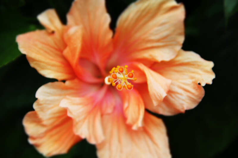 Orange Hibiscus Flower — Calm, Photograph, Petals