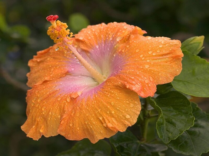 Orange Hibiscus Flower — Calm, Photograph