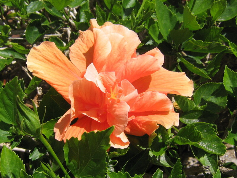 Orange Hibiscus Flower — Calm