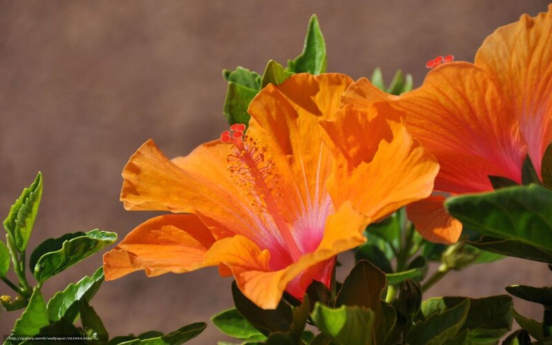 Orange hibiscus flower close-up