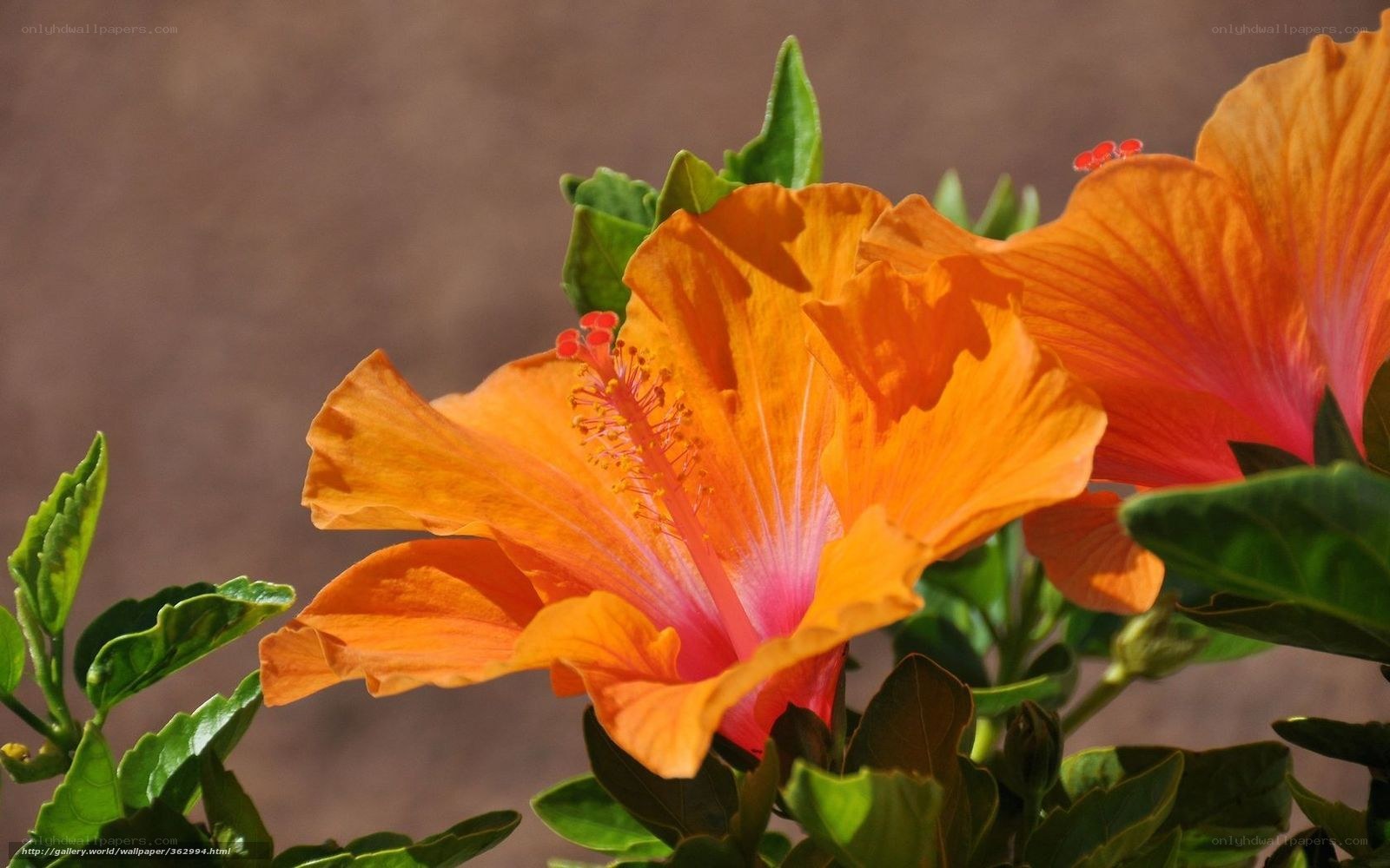 Orange hibiscus flower close-up