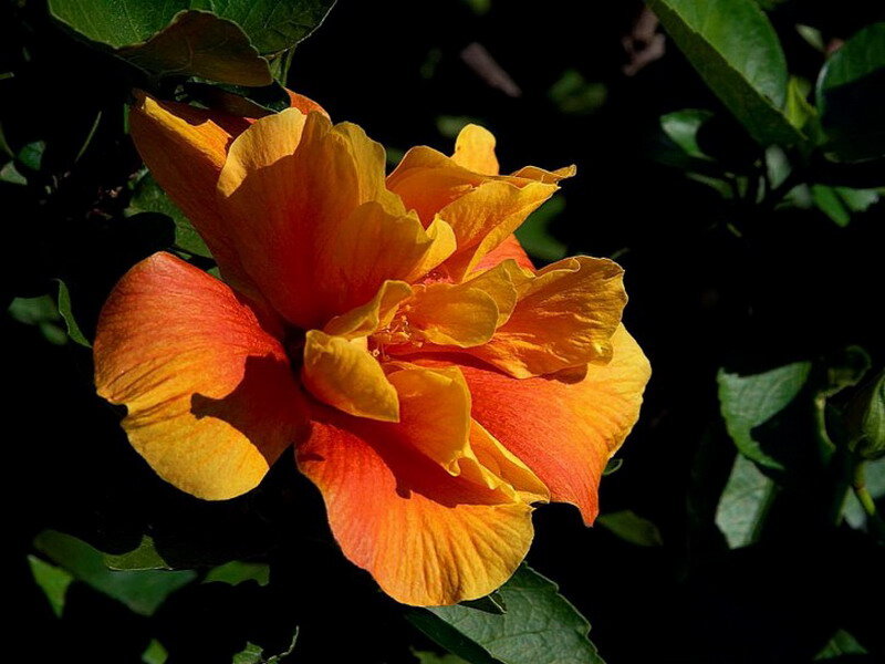 Orange Hibiscus Flower — Dramatic, Afternoon, Photograph