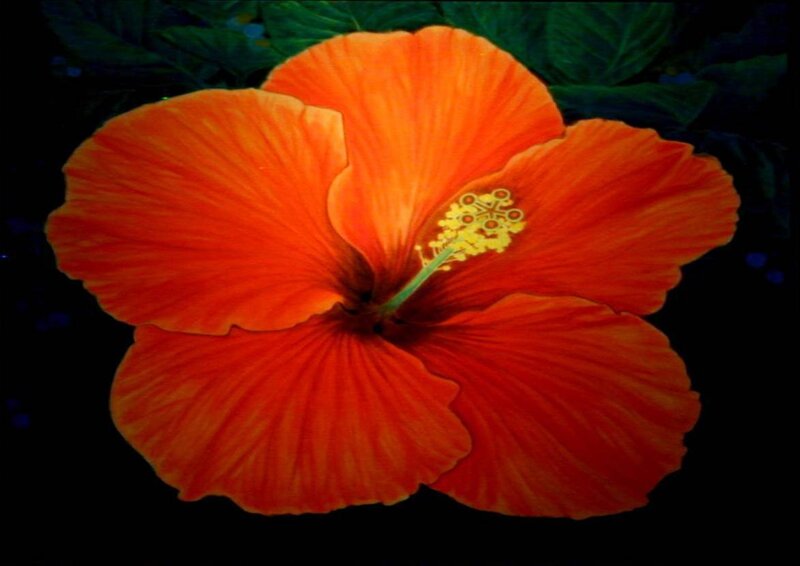 Orange Hibiscus Flower — Dramatic, Photograph, Green Leaves