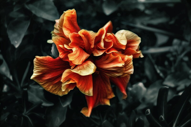 Orange Hibiscus Flower — Dramatic, Photograph, Leaves
