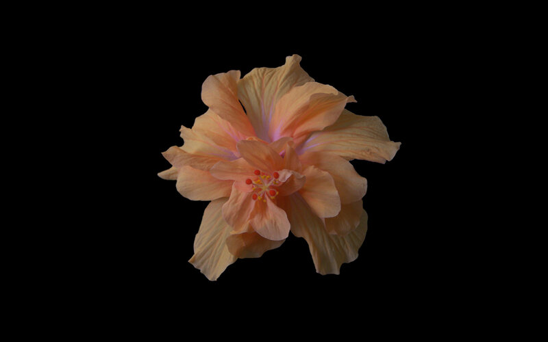 Orange Hibiscus Flower — Dramatic, Photograph, Petals