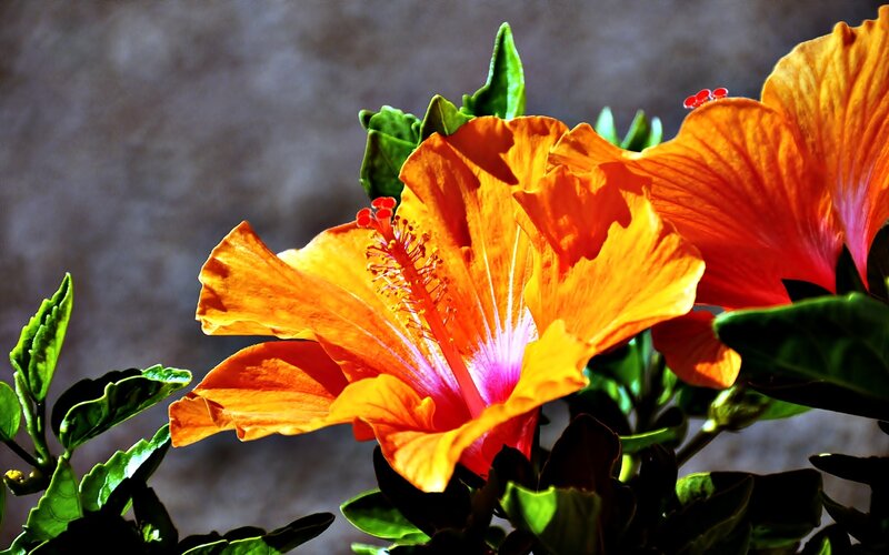 Orange Hibiscus Flower — Dramatic, Photograph