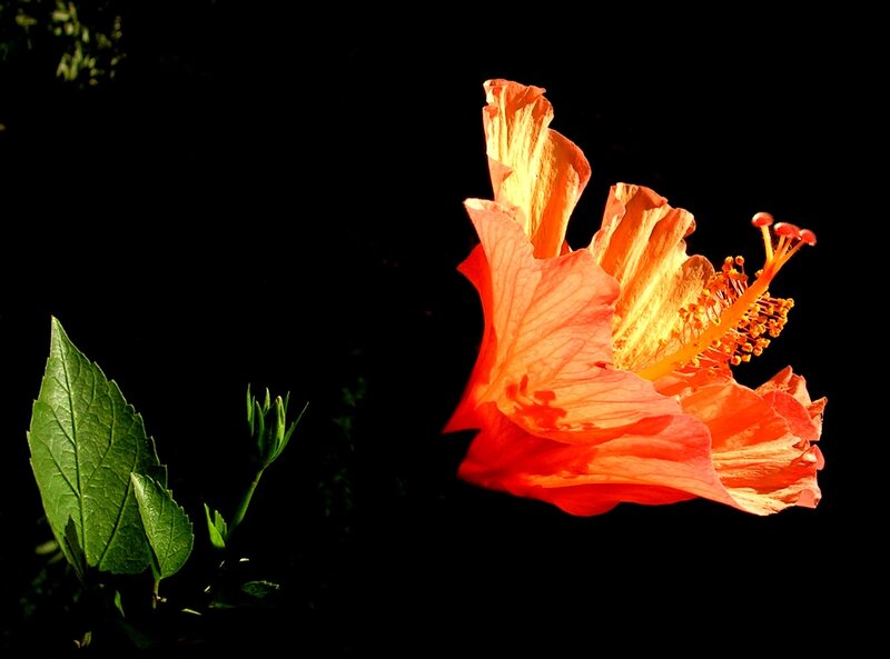Orange Hibiscus Flower — Dramatic