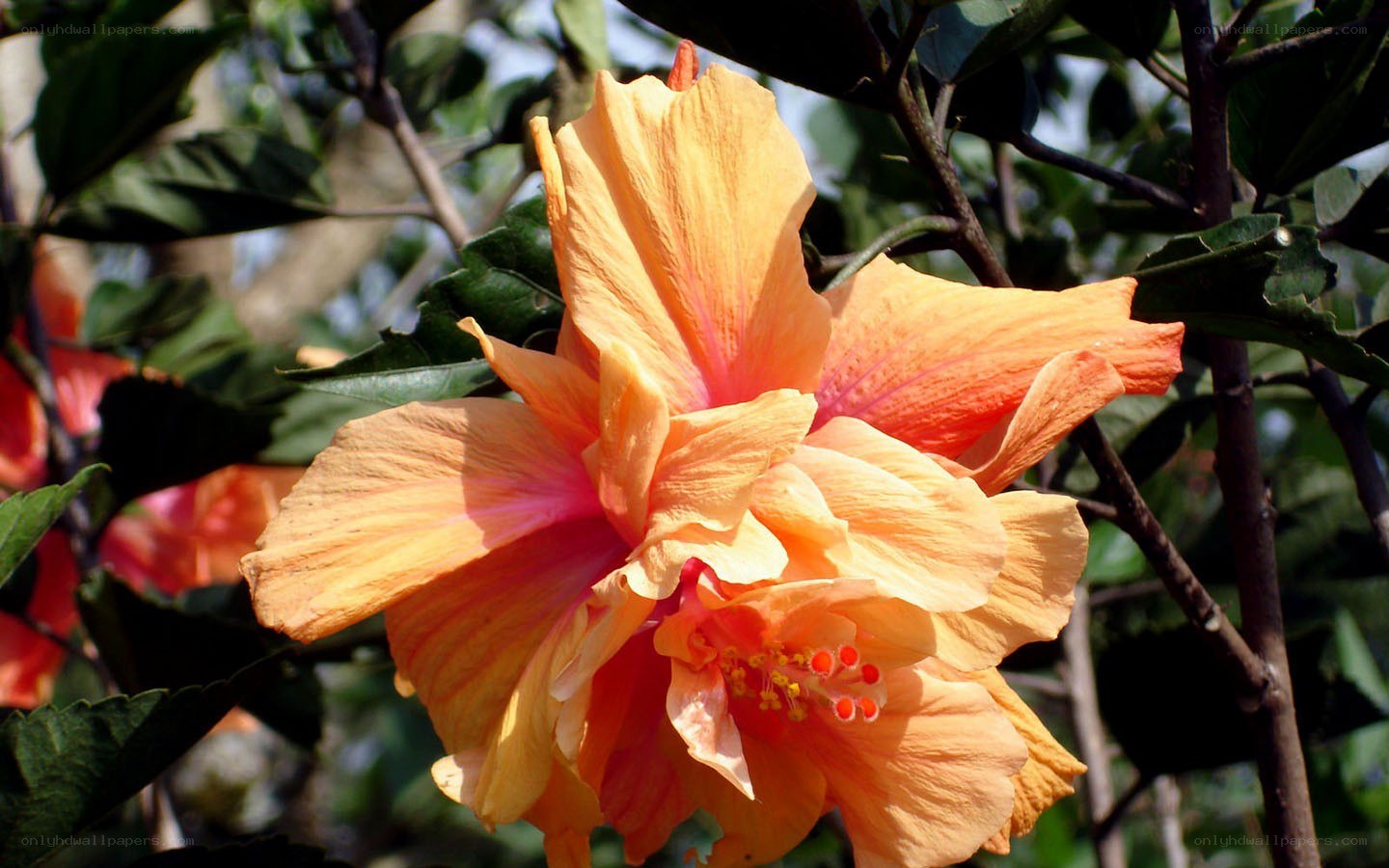 orange hibiscus flower in bloom