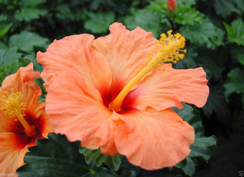 Orange Hibiscus Flower — Natural, Afternoon, Photograph, Yellow Stamen