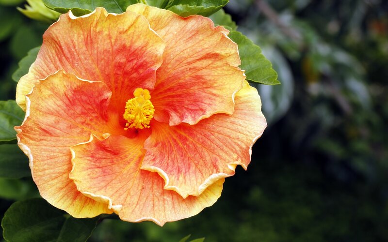 Orange Hibiscus Flower — Natural, Afternoon