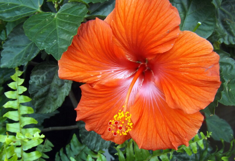 Orange Hibiscus Flower — Natural, Photograph, Green Leaves
