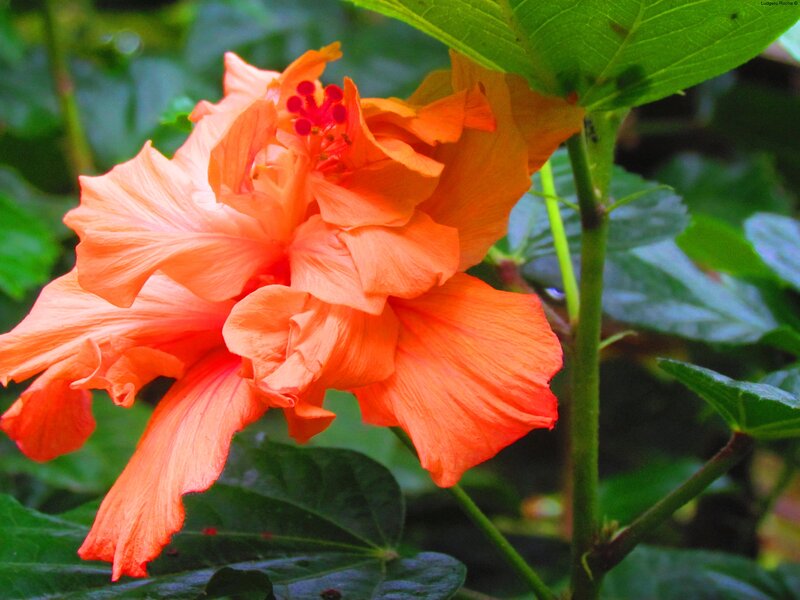 Orange Hibiscus Flower — Natural, Photograph