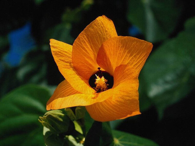 Orange Hibiscus Flower — Natural