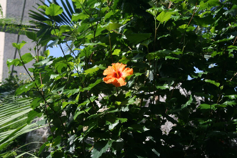 Orange Hibiscus Flower — Serene, Afternoon