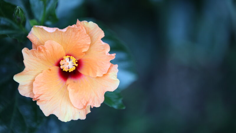 Orange Hibiscus Flower — Serene, Photograph, Green Leaves