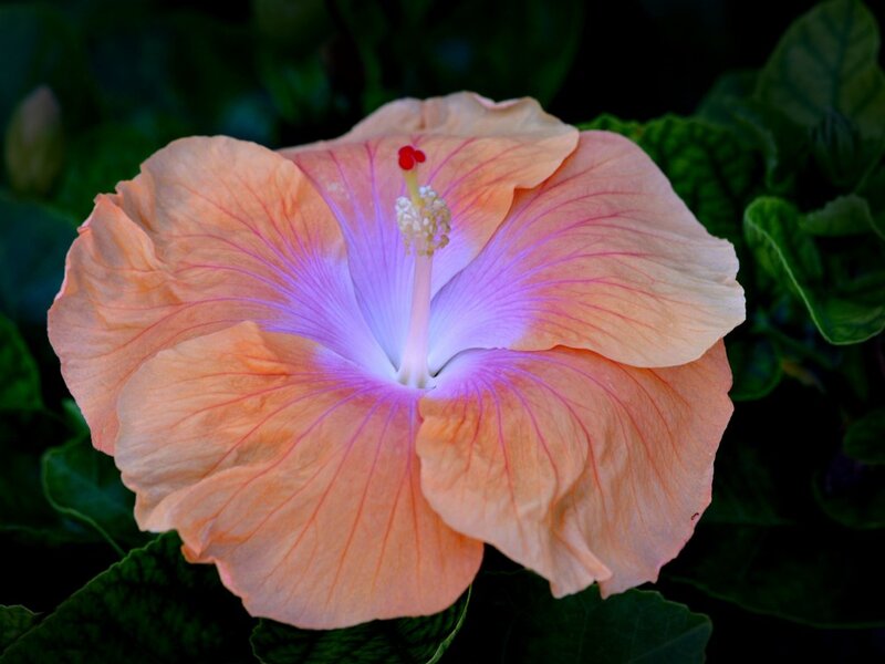 Orange Hibiscus Flower — Serene, Photograph, Petals