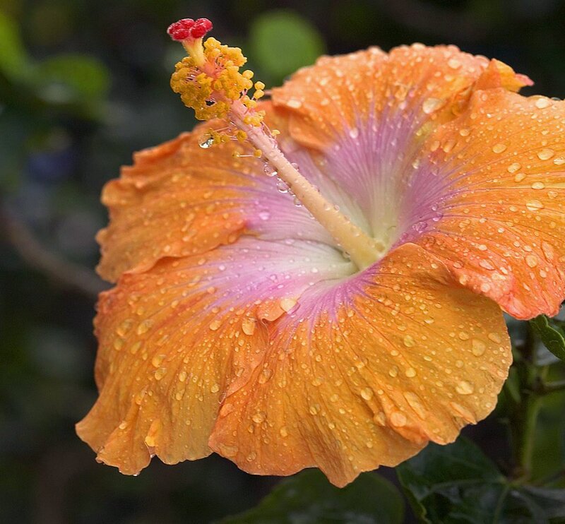 Orange Hibiscus Flower — Serene, Photograph