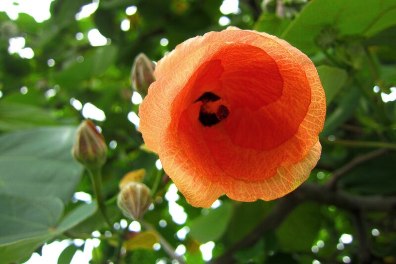 Orange Hibiscus Flower — Serene