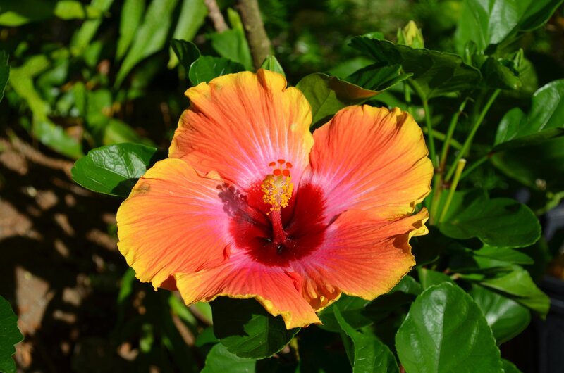 Orange Hibiscus Flower — Vibrant, Afternoon, Photograph, Leaves, Sunlight