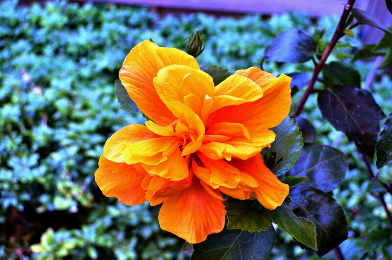 Orange Hibiscus Flower — Vibrant, Afternoon, Photograph, Leaves