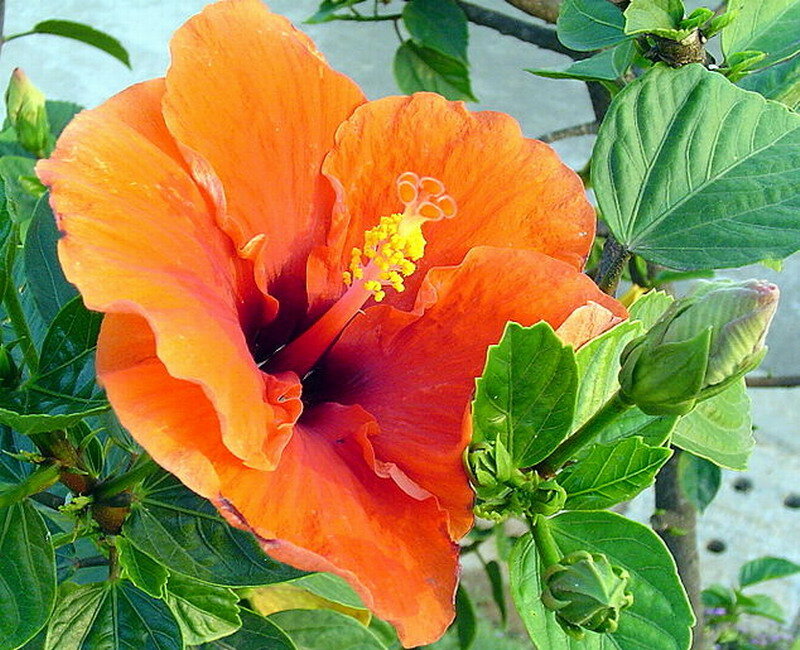 Orange Hibiscus Flower — Vibrant, Afternoon